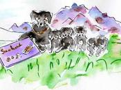 Memphis fille Barry, Saint Bernard Suchard