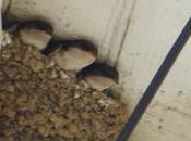 oiseaux dans ville juillet 2017