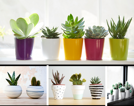It Plants: petites plantes de bureau qui ne nécessite que très peu d'entretien