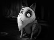 repère illusion troublante dans cimetière animalier