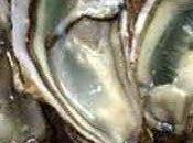 Râble lapin huîtres claire, sauvage d’Arkansas