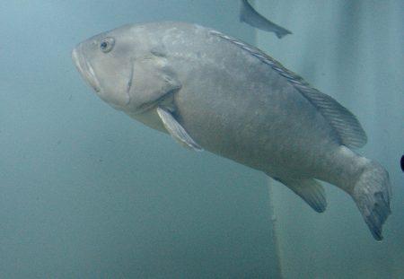 Juillet 2017 – séjour sur l’ile de KRK en Croatie Juillet 2017 – séjour sur l’ile de KRK en Croatie