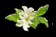 Eau de Parfum Signature de Roberto Cavalli