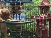 Thaïlande, fantome peut deposé plainte contre chien