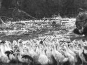 Ferme Beleslou Foie gras Confits Porc Noir Gascon