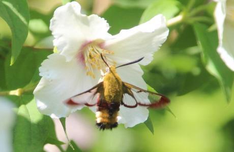 Le moro-sphinx 2 sphinx gazé veneux 9 juin 2016 036.jpg