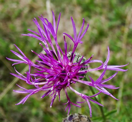 Centaurée scabieuse (Centaurea scabiosa)