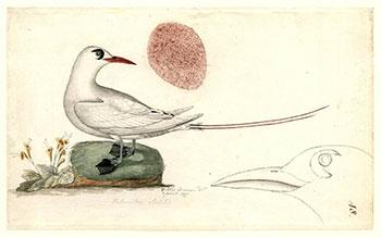 10william-wade-ellis-red-tailed-tropic-bird-1777