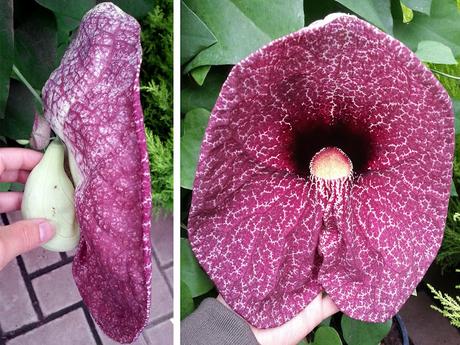 Juste pour le plaisir des yeux