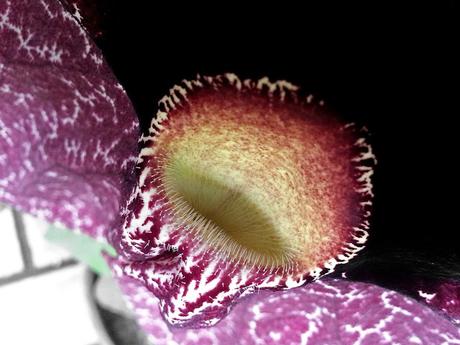 Juste pour le plaisir des yeux