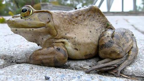 Quelques Leaders Expliqués Aux Enfants