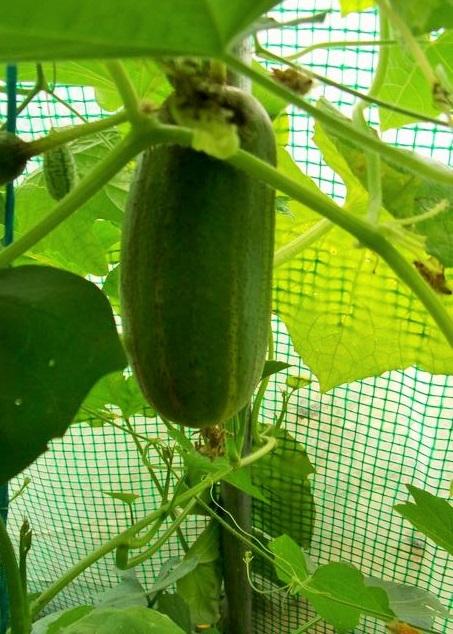 Le concombre se mange aussi chaud