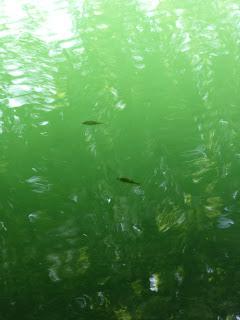 Le Jura des lacs et des rivières (et des cascades)