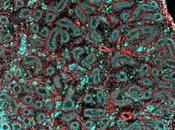 FERTILITÉ macrophages testiculaires gardiens spermatozoïdes