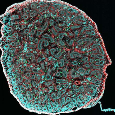 FERTILITÉ : Ces macrophages testiculaires gardiens des spermatozoïdes