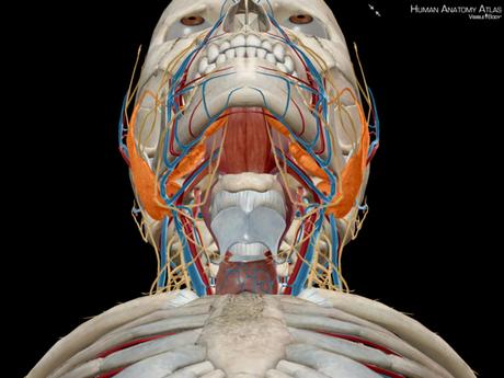 Atlas d'anatomie humaine édition 2018 à 1 € au lieu de 25 € (sur iPhone et iPad)