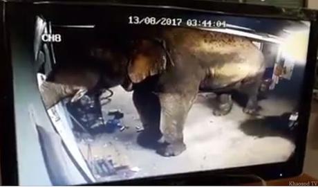 Hua Hin, raids audacieux d'éléphants sur la cooperative de Durian (vidéo)
