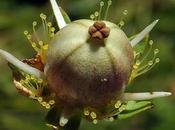 Parnassie marais (Parnassia palustris)