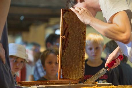 Écomusée du pays de Rennes : récolte annuelle de miel
