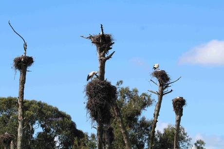 Pays Etranger - Un bivouac