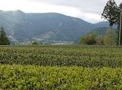 Sencha Kawane, Shizu-7132 Kôshun