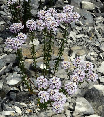Ibéris de Prost (Iberis intermedia subsp. violletii)