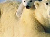 Bear, meilleure application d'écriture Notes iPhone