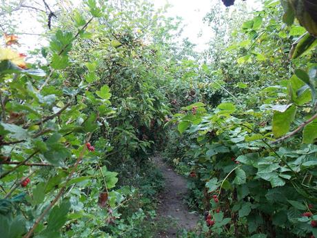 Visite au jardin des fraternités ouvrières de Mouscron