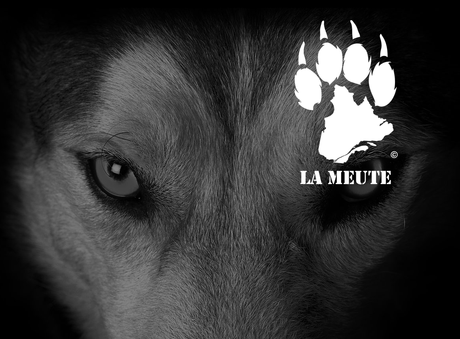 Les Loups Qui Donnent La Patte (sans complètement réaliser que ce sont eux que nous voulons chasser)