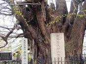 L’histoire Ginkgo Biloba, l’arbre plus mystérieux toute création