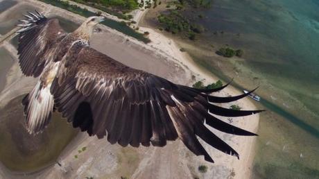Vol avec un aigle - Crédit : Dronestagram