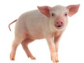 ÉDITION GÉNOME Bientôt greffes d’organes porc