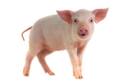 ÉDITION du GÉNOME : Bientôt des greffes d’organes de porc ?