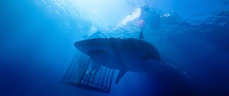 Festival de Deauville 2017 - Les Films en Avant Première #Deauville2017