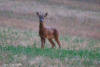 Un soir, à l'orée de la forêt