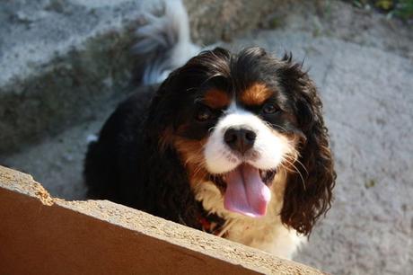 Cooki, notre adorable chien s’en est allé…