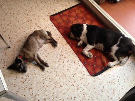 Cooki, notre adorable chien s’en est allé…