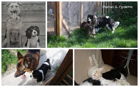 Cooki, notre adorable chien s’en est allé…