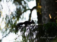 Ecureuil roux s'adonnant à des acrobaties sur un sapin du Val-de-Travers au soleil couchant.