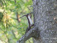Séance de gynmastique pour l'écureuil roux qui s'adonne à quelques tractions sur un arbre des crêtes du Val-de-Travers.