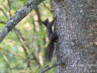 Magnifique vue de profil de ce sympathique écureuil roux croisé sur les crêtes du Val-de-Travers