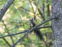 Perché sur une branche de sapin des crêtes du Val-de-Travers, le petit écureuil roux surveille attentivement son territoire