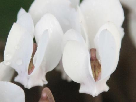 10 cyclamen hederifolium veneux 25 sept 2016 008.jpg