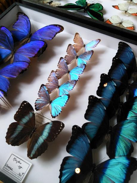 Deux cabinets de curiosités pour les amateurs de taxidermie!