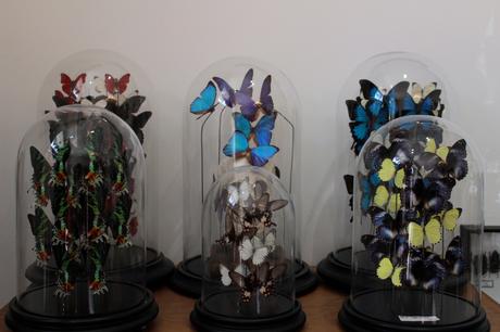 Deux cabinets de curiosités pour les amateurs de taxidermie!