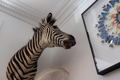 Deux cabinets de curiosités pour les amateurs de taxidermie!