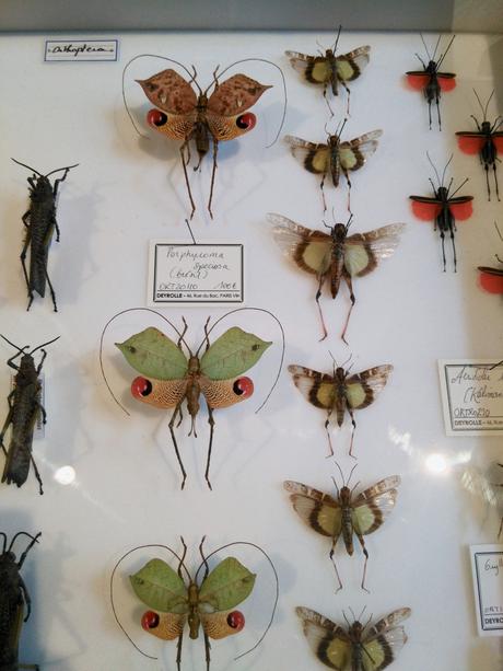 Deux cabinets de curiosités pour les amateurs de taxidermie!