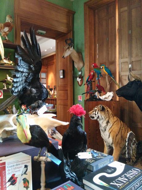 Deux cabinets de curiosités pour les amateurs de taxidermie!