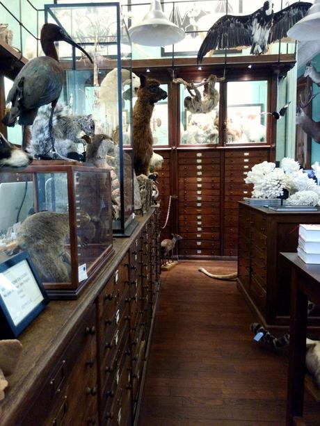 Deux cabinets de curiosités pour les amateurs de taxidermie!