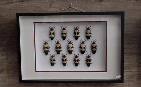 Deux cabinets de curiosités pour les amateurs de taxidermie!